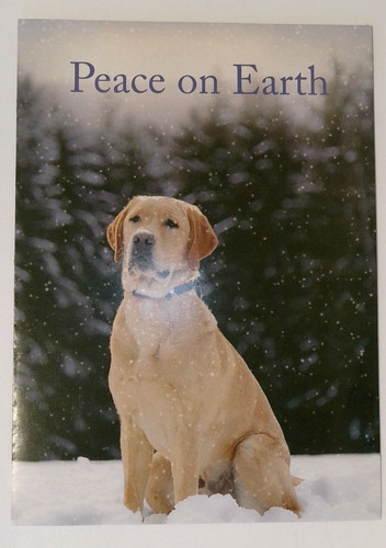 Guiding eyes for the blind - guiding,