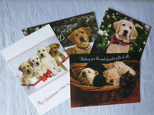Labrador christmas cards - labrador,