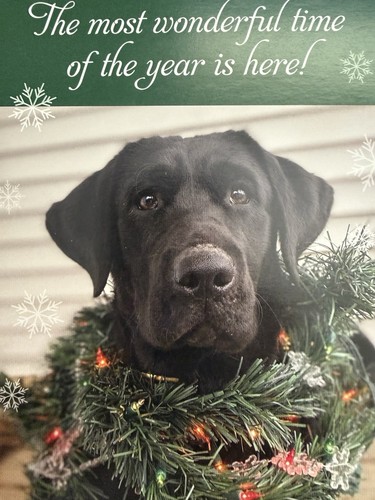 Christmas card five - christmas, -five