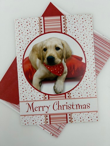 Cute yellow lab - lab, dog