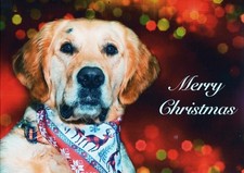 Christmas Cards Guide Dogs