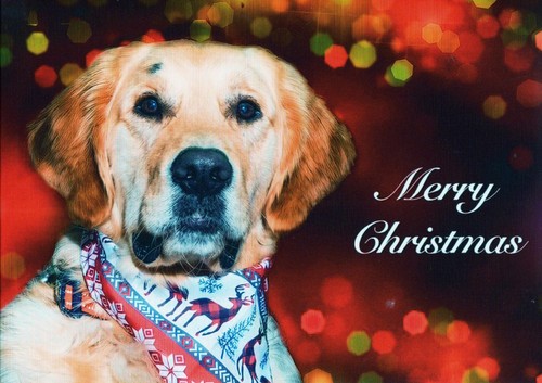 Christmas cards guide - christmas,